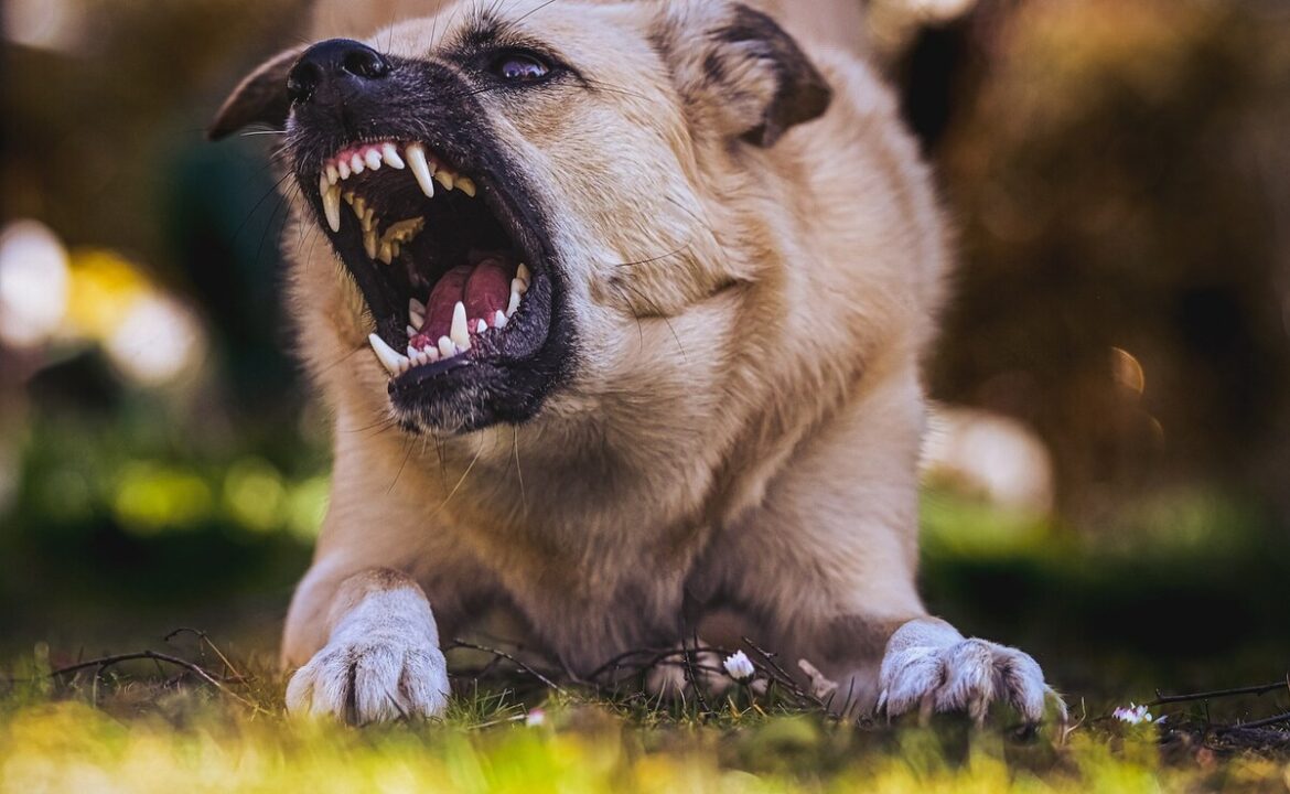 3 ఏళ్ల యుపి బాలుడు క్రూరమైన కుక్క కరిచిన తరువాత మరణిస్తాడు
