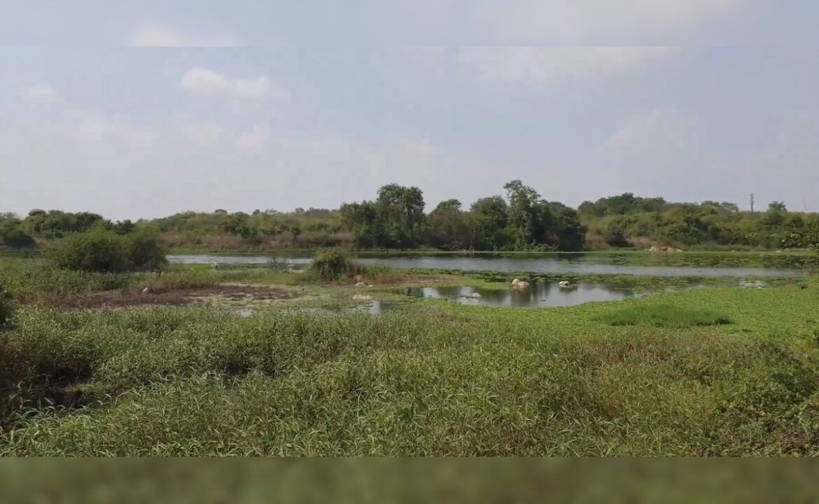 కాంచా గాచిబౌలి ల్యాండ్ యొక్క AI చిత్రాన్ని తిరిగి పోస్ట్ చేసినందుకు IAS అధికారికి నోటీసు వస్తుంది
