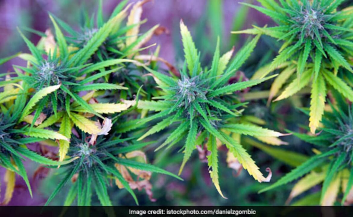 30,000 రహస్యంగా పెరిగిన గంజాయి మొక్కలు టర్కీలో ధ్వంసమయ్యాయి: నివేదిక
