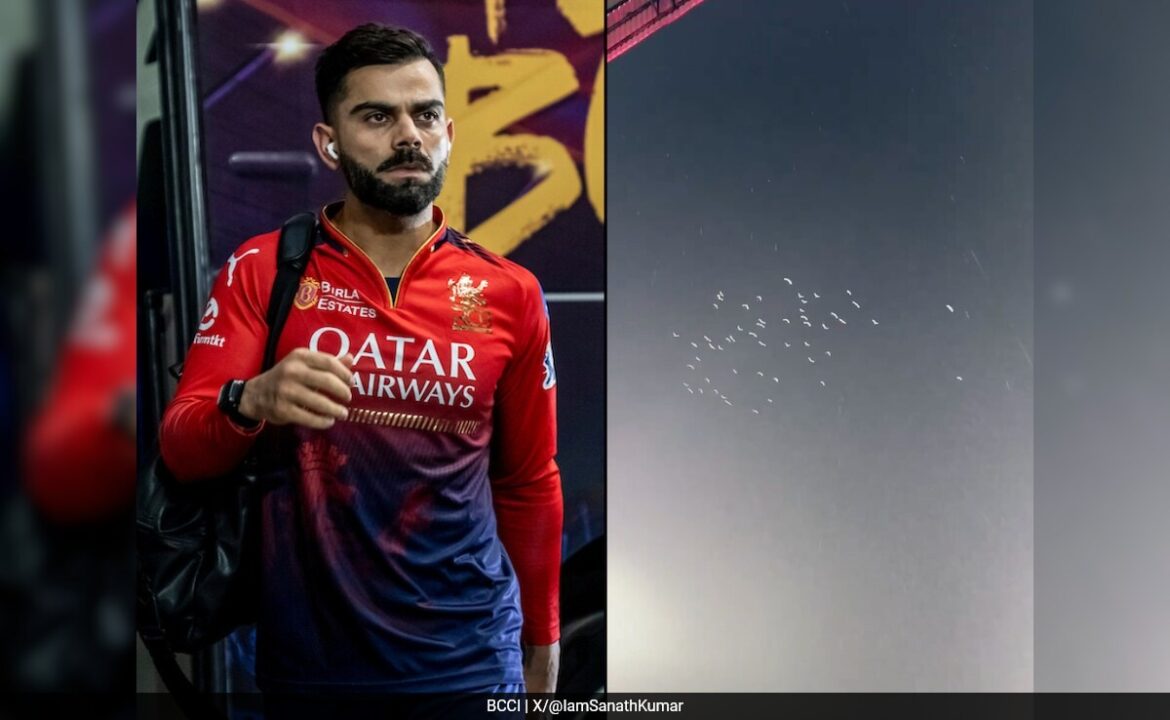 "వైట్ పావురాలు చిన్నవి
